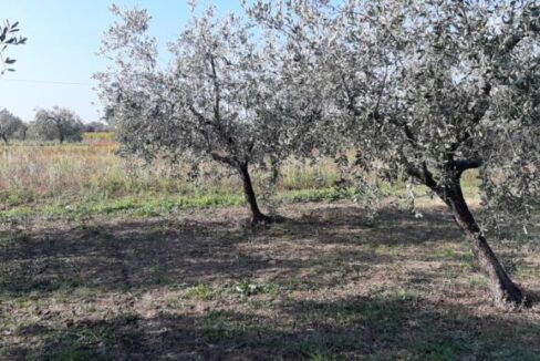 terreno-pianeggiante-coltivato-ad-ulivo-c.da-casone-immobiliare-capista-770x386